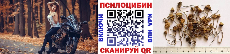 мега ссылка  цена наркотик  Кумертау  Псилоцибиновые грибы GOLDEN TEACHER 